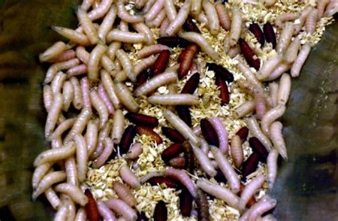 How Maggots Heal Wounds | WIRED