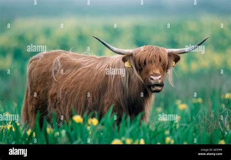 Scottish Highland Cattle Stock Photo - Alamy