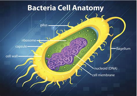 An In-depth Look at the Structure and Functions of the Cell Membrane ...