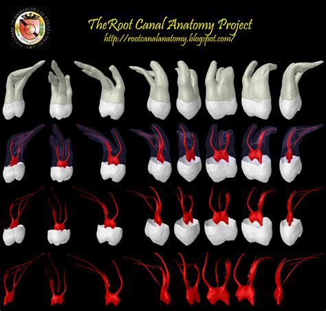 The Root Canal Anatomy Project: Maxillary Second Molar