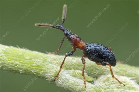 Dewy sweet potato weevil - Stock Image - C052/8709 - Science Photo Library