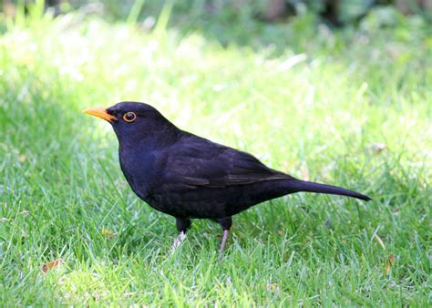 Eurasian Blackbird (BIRDS OF FLINDERS ISLAND eBird 2017) · iNaturalist