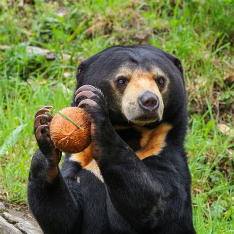 Sun Bear Behind the Scenes experience | Wellington Zoo