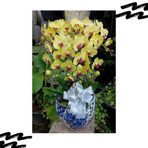 Anggrek bulan isi 6 pohon warna Kuning Pot Keramik - De Orchids