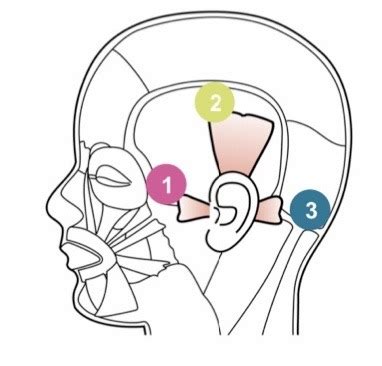 Ear Muscles Diagram | Quizlet