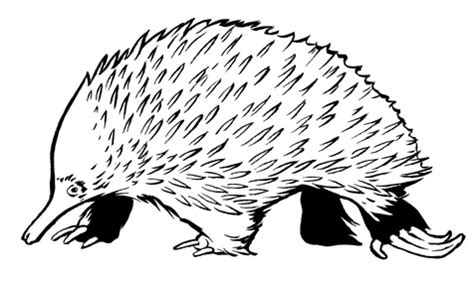 Spiny Echidna by ColbyBluth on DeviantArt