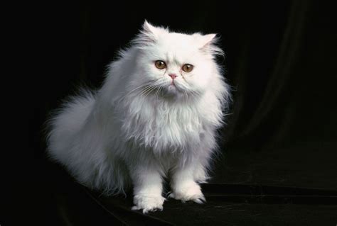 Personality Comparison: The 12 Most Popular Cat Breeds