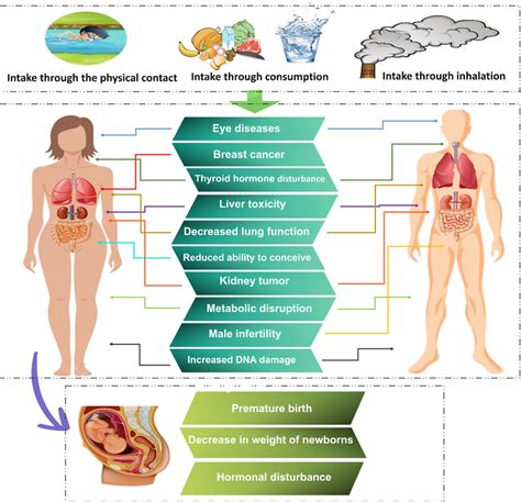 A number of negative effects of PFAS on human health | Download ...