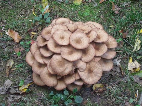 Eastern Pa Mushroom Hunting - All Mushroom Info