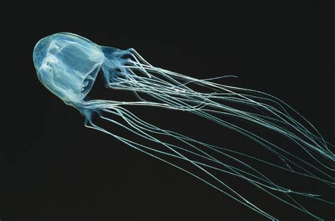 Box jellyfish | Size, Habitat, Venom, & Facts | Britannica