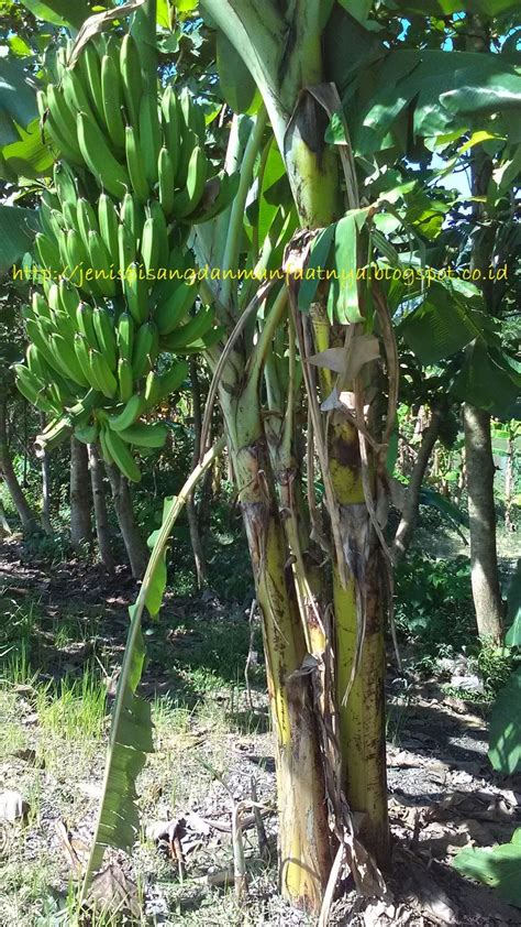 Perbedaan Pisang Raja Nangka Dan Pisang Tanduk - Jenis Pisang Dan ...