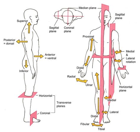 Body Planes And Anatomical Directions Worksheet