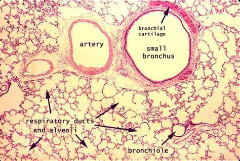 Pulmonary Artery Histology