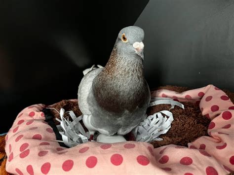 How To Take Care Of A Pet Pigeon - PIGEONHOW.COM