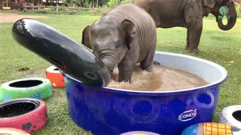 Top Ten Baby Elephants At Play - Elephantnews - YouTube