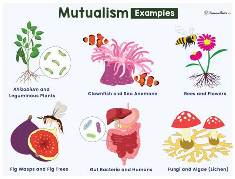 Mutualism - Definition, Types, Examples, and Diagram