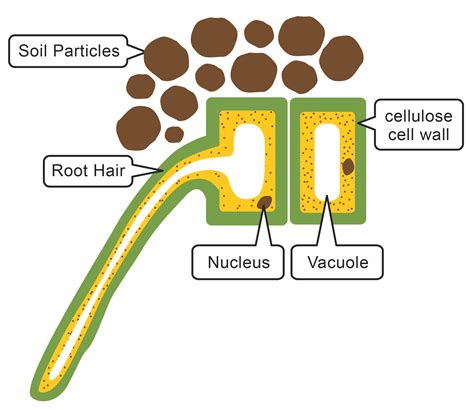 Root Hair Cell Diagram Detailed