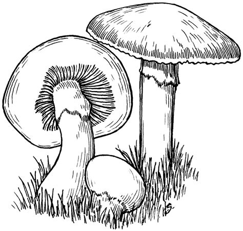 Fungi Drawing at GetDrawings | Free download