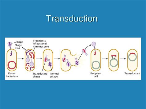 Transduction Bacteria