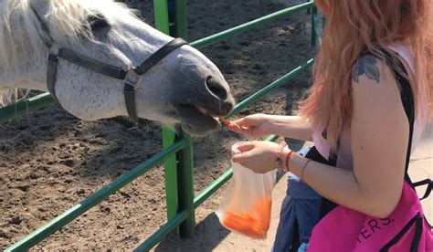 Can Horses Eat Carrots? + Nutrition & Using As A Treat - Helpful Horse ...