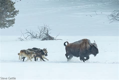 Bison Running From Wolves