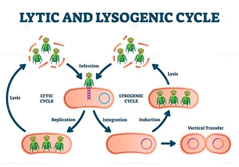 What Are the Steps of the Lysogenic Cycle