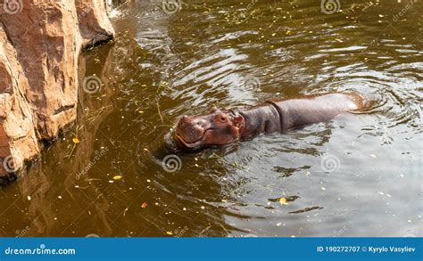 Hippo Feeding by Guests of the Zoo. Reproduction and Care of Hippos ...