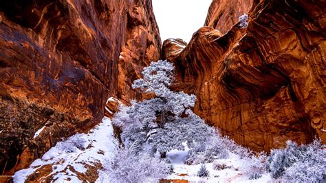 Arches National Park, a snow-covered tree surrounded by red rock ...