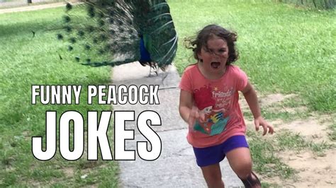 35 Funny Peacock Jokes & Puns For Bird Lovers - HumorNama