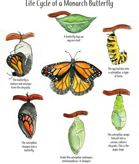 Life Cycle of a Butterfly - Etsy | Life cycles, Butterfly life cycle ...