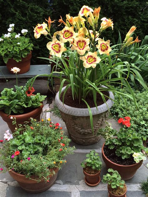 The Best Perennials for Containers: A Comprehensive Guide