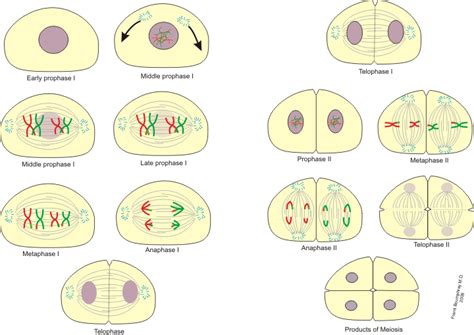 13.3 Meiosis – The Science of Plants (2023)