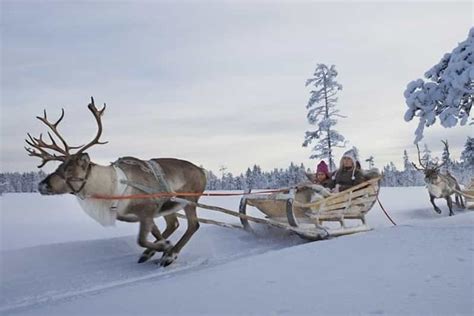 Levi: Lapland Reindeer Safari | GetYourGuide