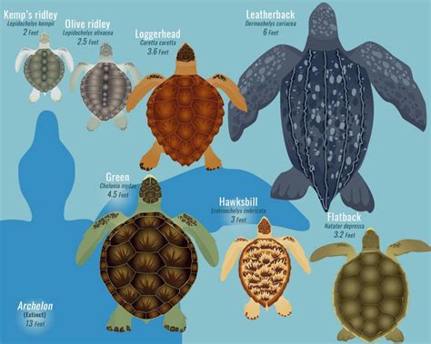 Seven species of sea turtles roam the seas – Sea Turtle Preservation ...