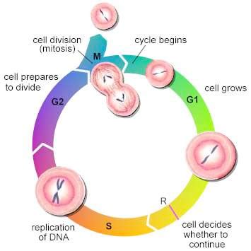 Cancer Cell Cycle Diagram