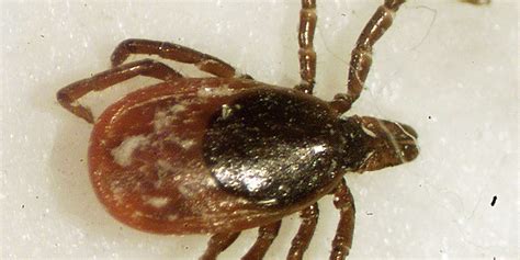 Deer ticks in Wisconsin and the diseases they carry