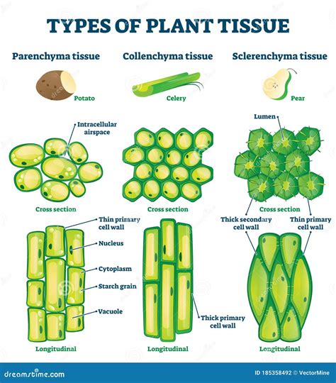 Plant Types. Succulents Conifers Herbs, Palm Tree Bamboo. Mobile App ...