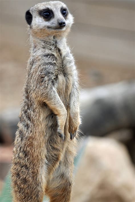 Meerkat HD Wallpapers | High Definiton Wallpaper Compilation