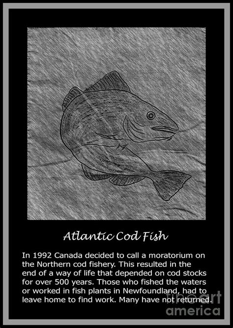 Atlantic Cod Fish Sketch Photograph by Barbara A Griffin - Fine Art America