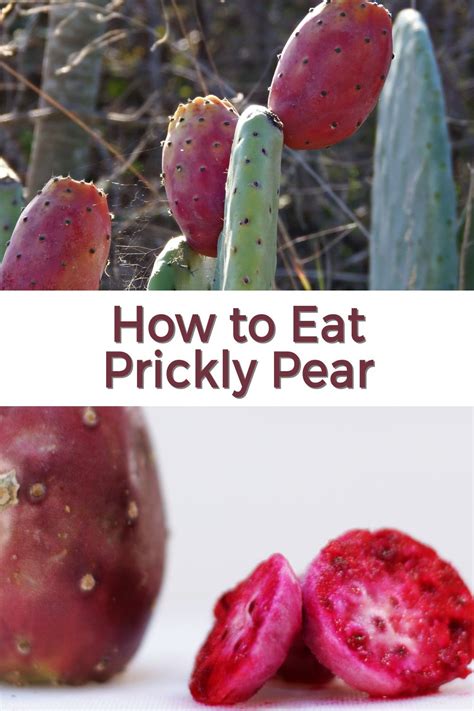 How to Eat Prickly Pear | Cactus Fruit Tuna Opuntia | Prickly pear ...