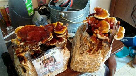 12 Best Mushroom Growing Kits to Grow Endless Mushrooms At Home