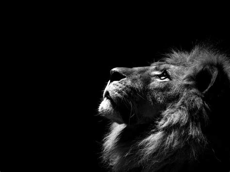 Black And White Lion Wallpapers - Wallpaper Cave