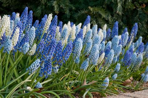 Muscari Bulbs | Item # 6004 Grape Hyacinth Blend | For Sale - Colorblends®