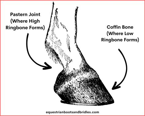 Your Guide to Ringbone in Horses: Signs, Treatment, & More – Equestrian ...