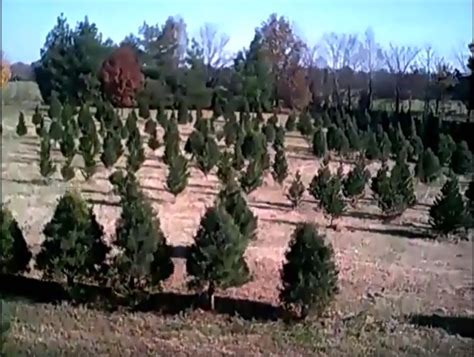 Wells Tree Farm – Tennessee Christmas Tree Growers