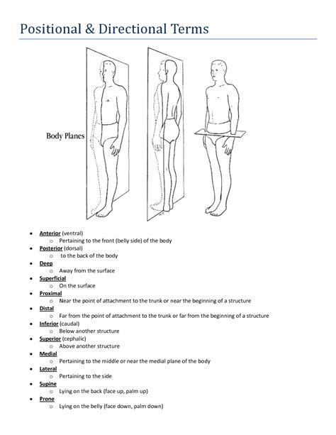 ️Human Body Planes Worksheet Free Download| Gambr.co