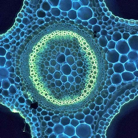 Cell cross-section under a microscope | Microscopic cells, Cells ...