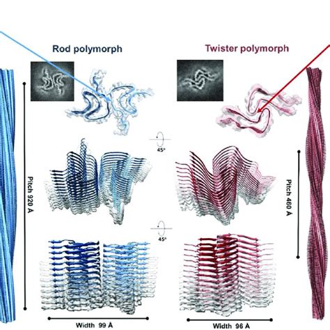 Structure of amyloid fibrils as a function of the constitutive number ...