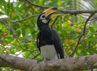 Nature & Wildlife in Brunei - Opulent Routes