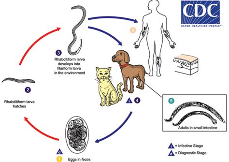 Hookworm infection, symptoms, diagnosis & hookworm treatment in humans